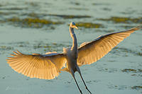 great egret 14076