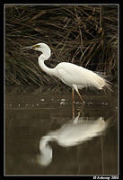 great egret 600f4vr2 2992