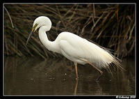 great egret 600f4vr2 2993cropped