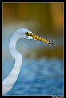 great egret 0019