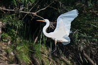 great egret 0089