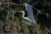 great egret 0090