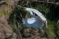 great egret 0091