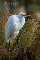 great egret 10196