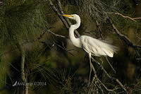 great egret 11038