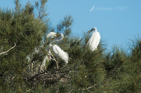 great egret 13023