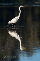 great egret 13048