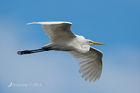 great egret 13049