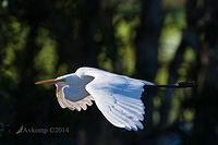 great egret 14409