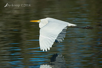 great egret 16180