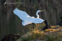 great egret 16416