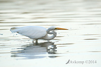 great egret 18899