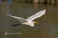 great egret 19279