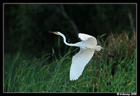 great egret 3135