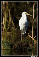 great egret 345