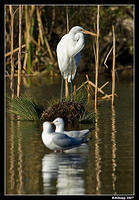 great egret 349a