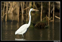 great egret 351