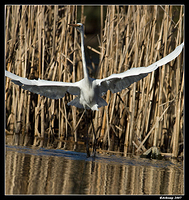 great egret 354