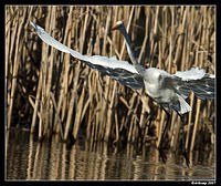 great egret 355