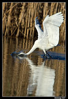 great egret 360