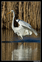 great egret 361