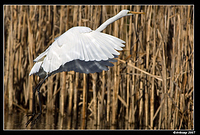 great egret 367