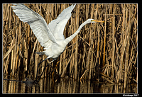 great egret 374