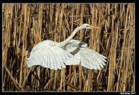 great egret 375