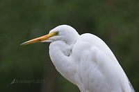 great egret 5601