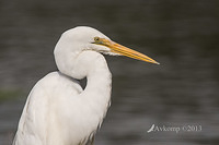 great egret 6171