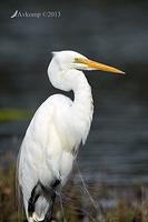 great egret 6176