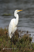 great egret 6201