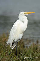 great egret 6202