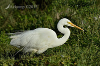 great egret 6637