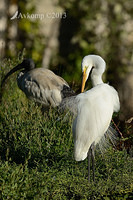 great egret 6642