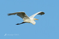 great egret 6782