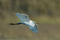 great egret 8000