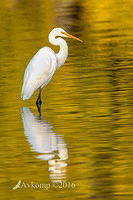 great egret 9998