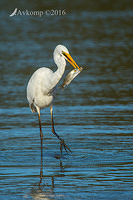 great egret10763