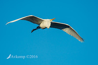 great egret10811