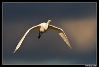 great egret1577