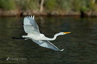 great egret16034