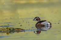 grebe 14135