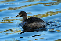 grebe 2400