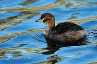 grebe 2407