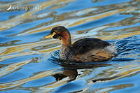 grebe 2409