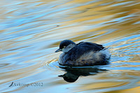 grebe 2413