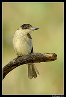 grey butcherbird 0278