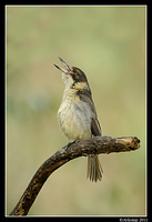 grey butcherbird 0279