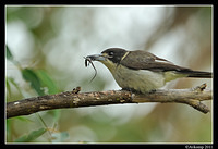 grey butcherbird 0282